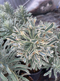 Euphorbia Ascot Moonbeam - Champion Plants