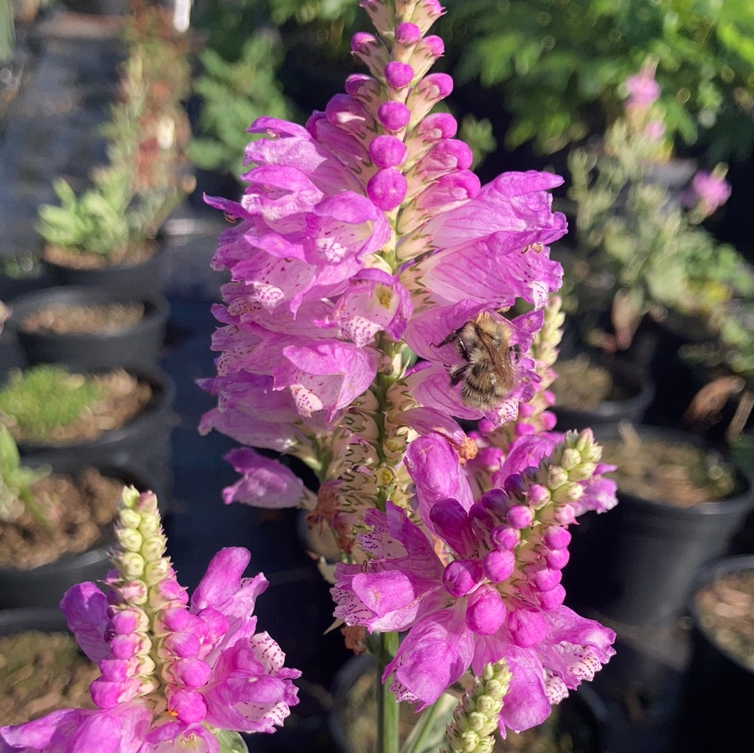 Physostegia Variegata - Champion Plants