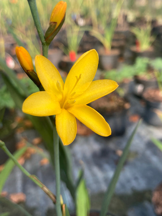 Crocosmia × crocosmiiflora 'Solfatare' - Champion Plants