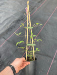 Clematis Dr Ruppel - Champion Plants
