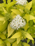 Spiraea White Gold - Champion Plants