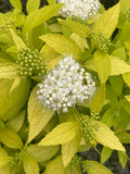 Spiraea White Gold - Champion Plants
