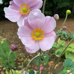 Anemone × hybrida 'Lorelei' - Champion Plants