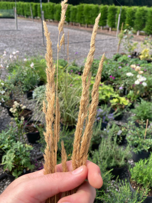 Calamagrostis × acutiflora 'Avalanche' - Champion Plants