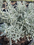 Santolina chamaecyparissus - Champion Plants