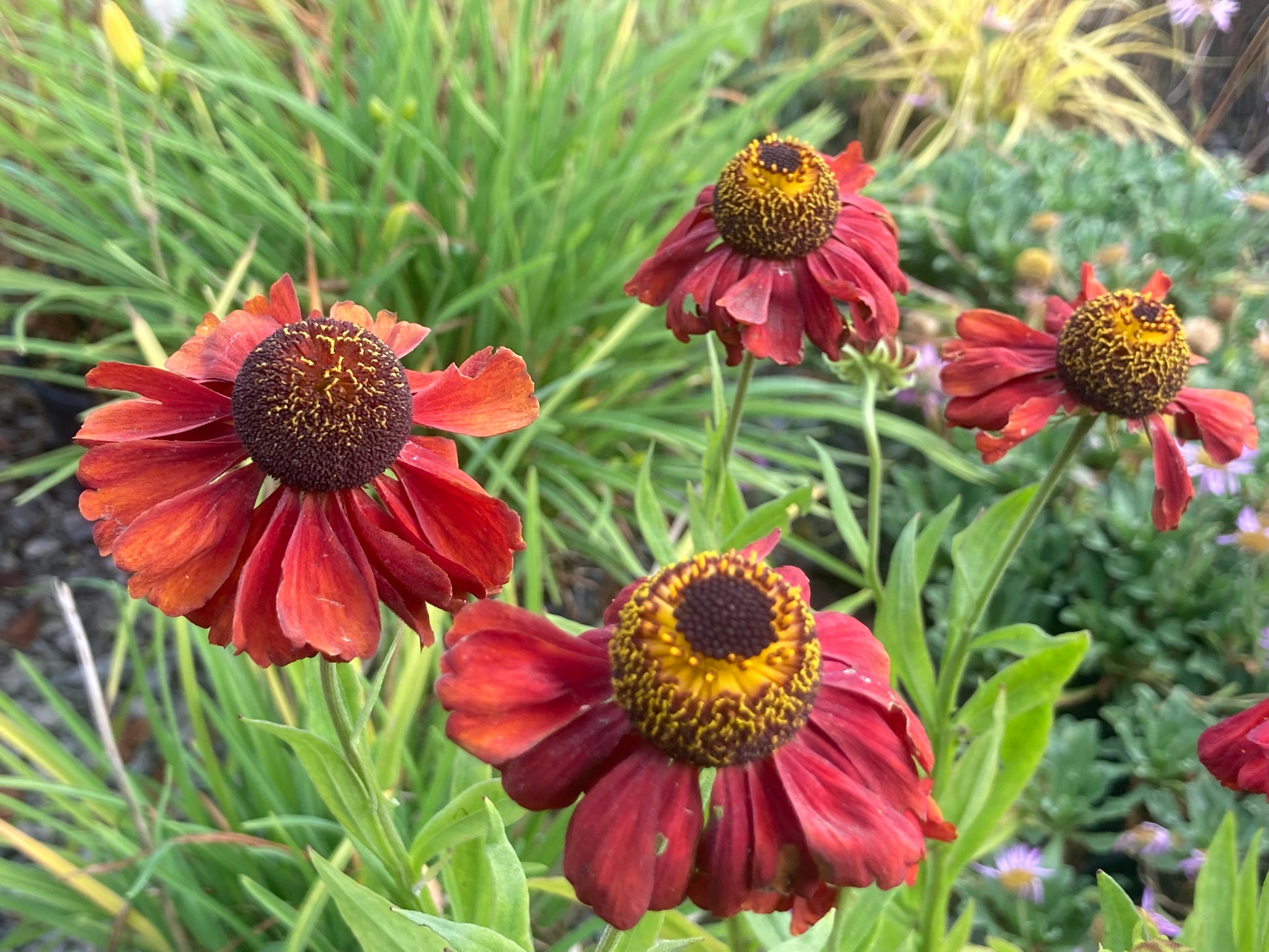 Helenium Red Army - Champion Plants
