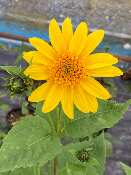 Helianthus Capenoch Star - Champion Plants