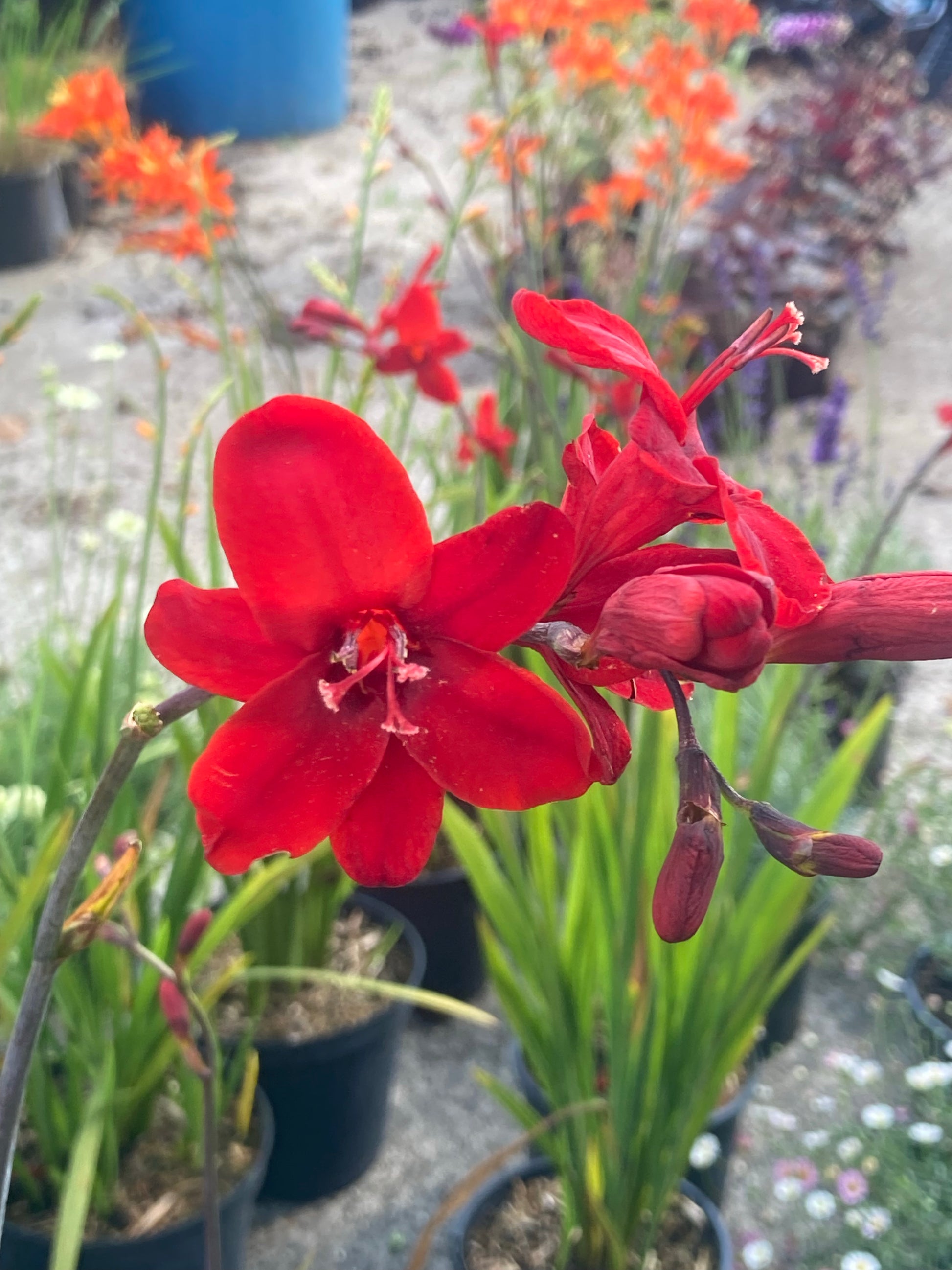 Crocosmia Hellfire - Champion Plants