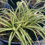 Carex Evergold - Champion Plants