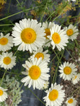 Anthemis tinctoria 'Sauce Hollandaise' - Champion Plants