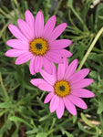 Osteospermum Dwarf Pink - Champion Plants