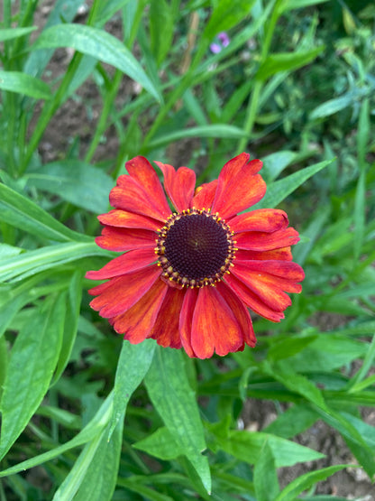Helenium Red Army - Champion Plants
