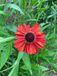 Helenium Red Army - Champion Plants