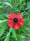Helenium Red Army - Champion Plants
