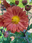 Chrysanthemum Paul Boissier - Champion Plants