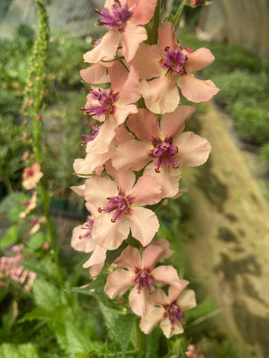 Verbascum 'Southern Charm' - Champion Plants