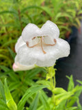 Penstemon Snowstorm - Champion Plants