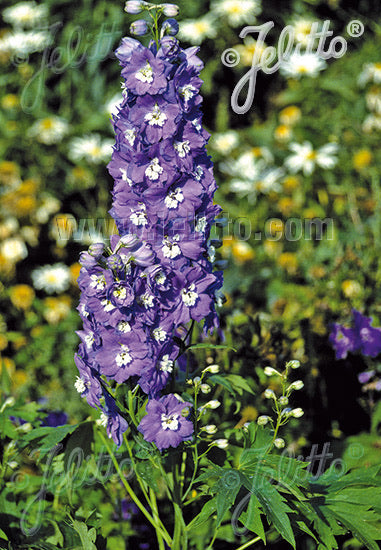 Delphinium Pacific Giants Summer Skies - Champion Plants