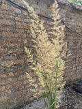 Calamagrostis × acutiflora 'Karl Foerster' - AGM - Champion Plants