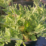 Scabiosa Magic - Champion Plants