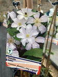 Clematis Huldine - AGM - Champion Plants