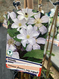Clematis Huldine - AGM - Champion Plants