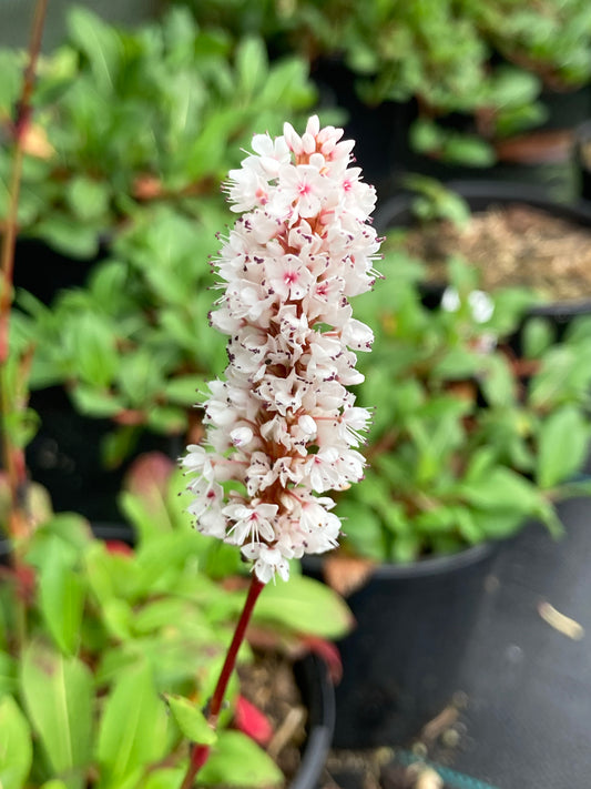 Persicaria Donald Lowndes - Champion Plants