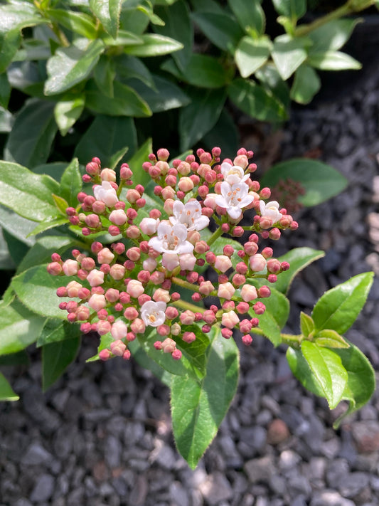 Viburnum tinus French White - Champion Plants