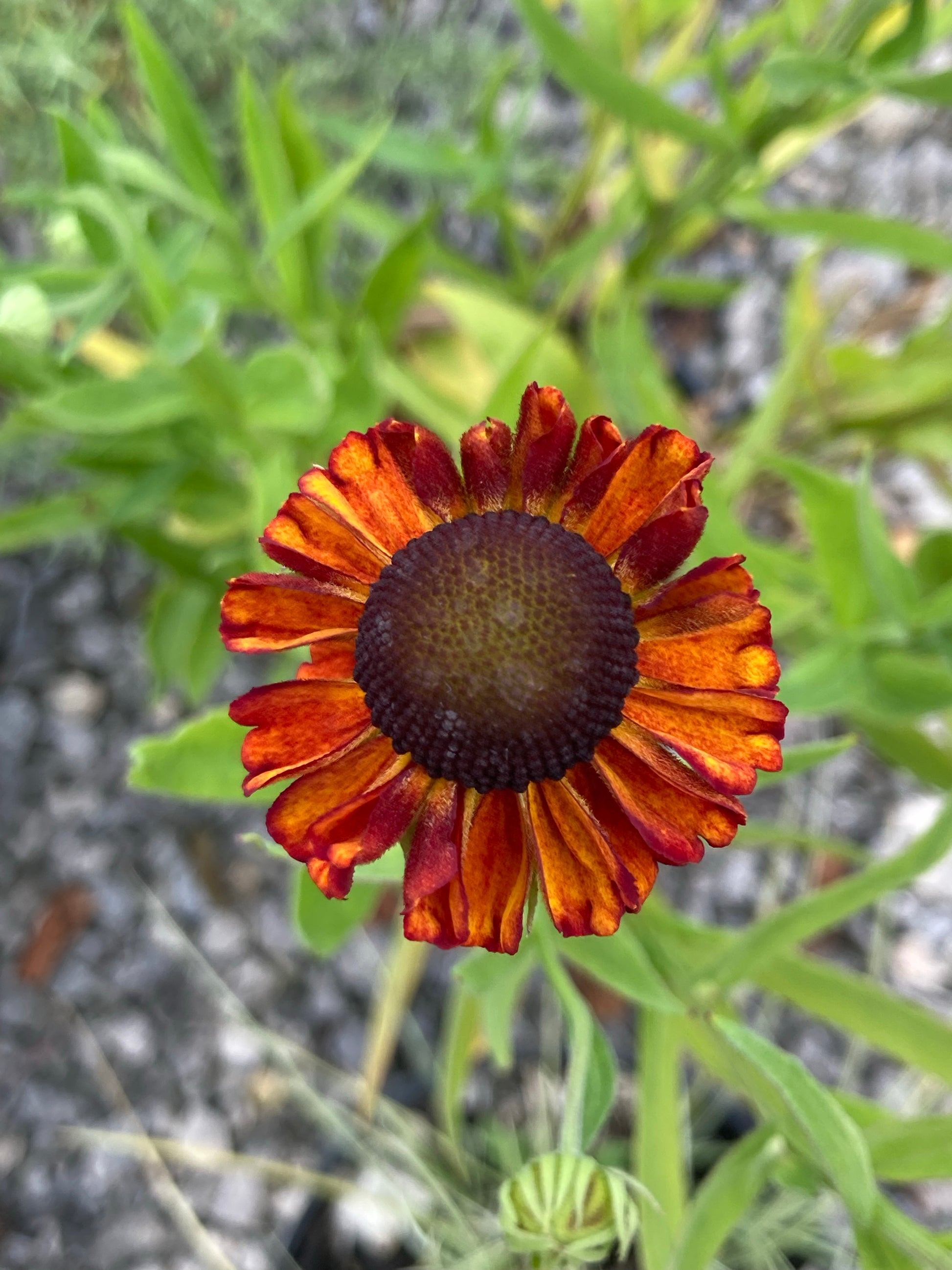 Helenium Red Army - Champion Plants