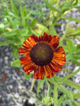 Helenium Red Army - Champion Plants
