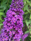 Buddleja (Buddleia) davidii Purple Champion - Champion Plants