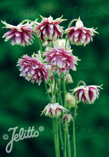 Aquilegia vulgaris var. stellata Nora Barlow - Champion Plants