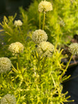 Santolina rosmarinifolia Lemon Fizz - AGM - Champion Plants