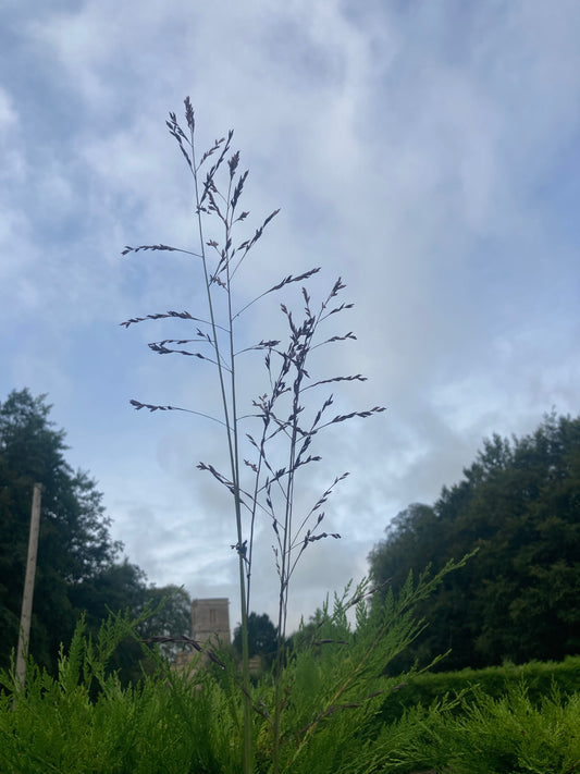 MOLINIA caerulea ssp. arundinacea Karl Foerster - Champion Plants