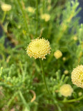 Santolina rosmarinifolia subsp. 'Primrose Gem'  - AGM - Champion Plants