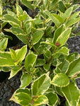 Viburnum tinus Variegatum - Champion Plants