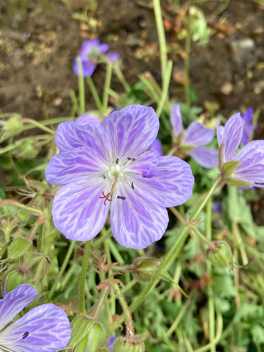 Geranium pratense 'Mrs Kendall Clark' - AGM - Champion Plants