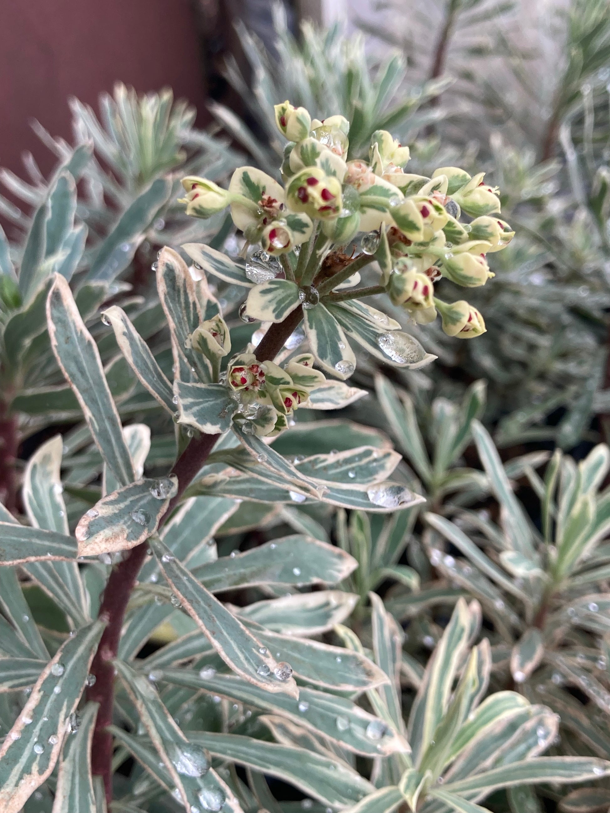 Euphorbia Silver Swan - Champion Plants