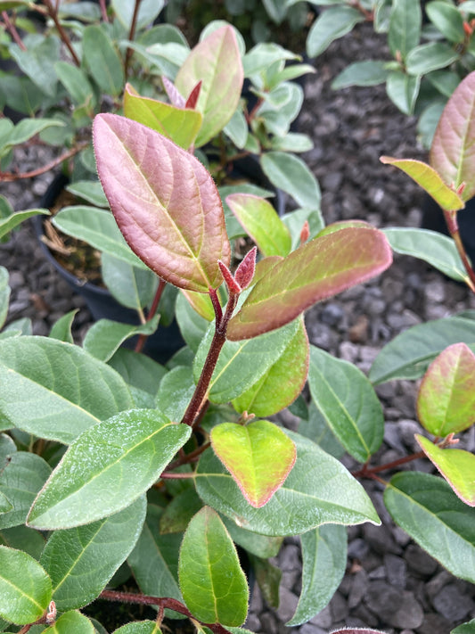 Viburnum tinus Purpureum - Champion Plants