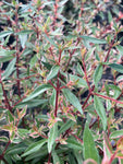 Abelia grandiflora Confetti - Champion Plants