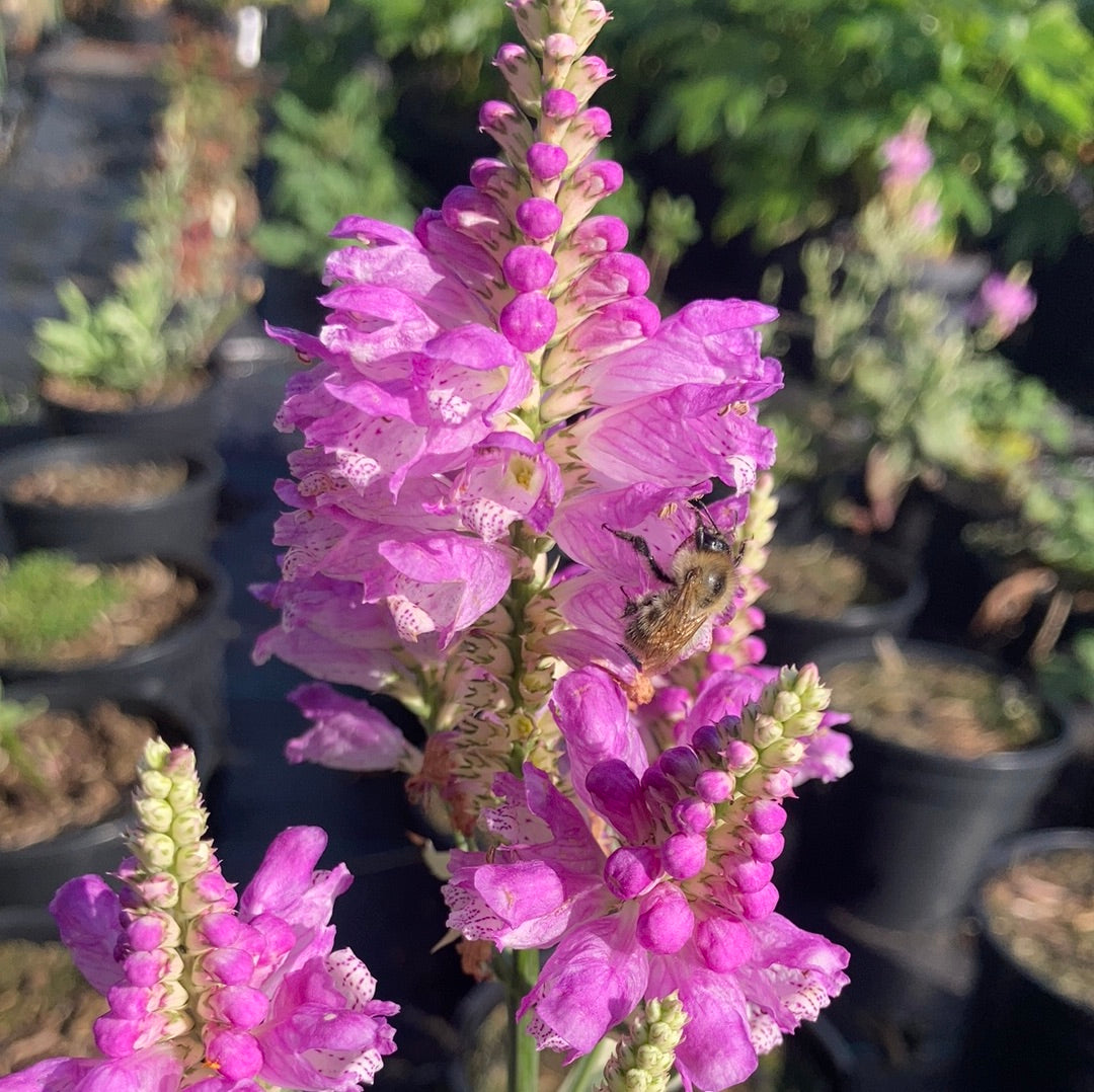 Physostegia Variegata - Champion Plants