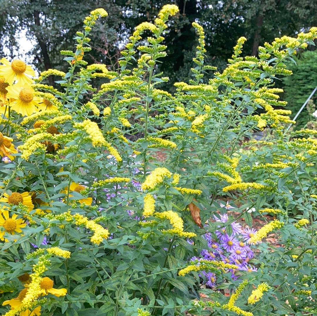 Solidago Fireworks - Champion Plants