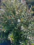 Hebe Champagne - Champion Plants