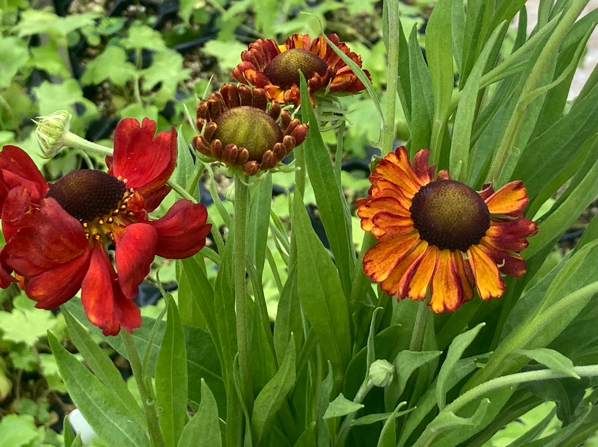 Helenium Red Army - Champion Plants