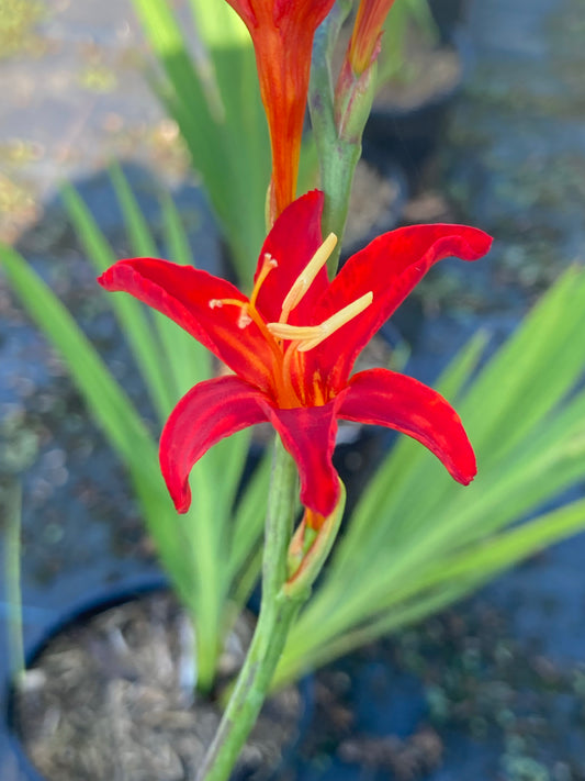 Crocosmia Bressingham Blaze - Champion Plants