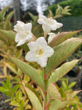 Weigela florida Bristol Snowflake - Champion Plants