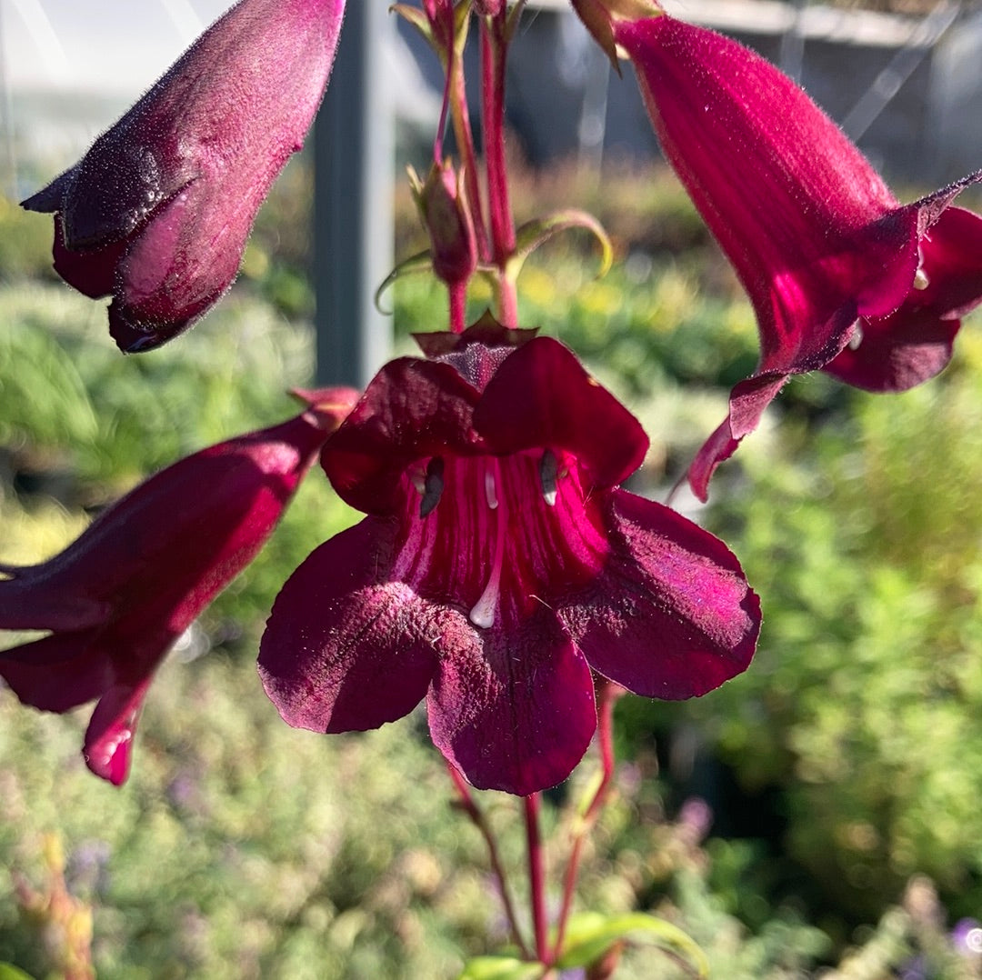 Penstemon Pensham Plum Jerkum - Champion Plants