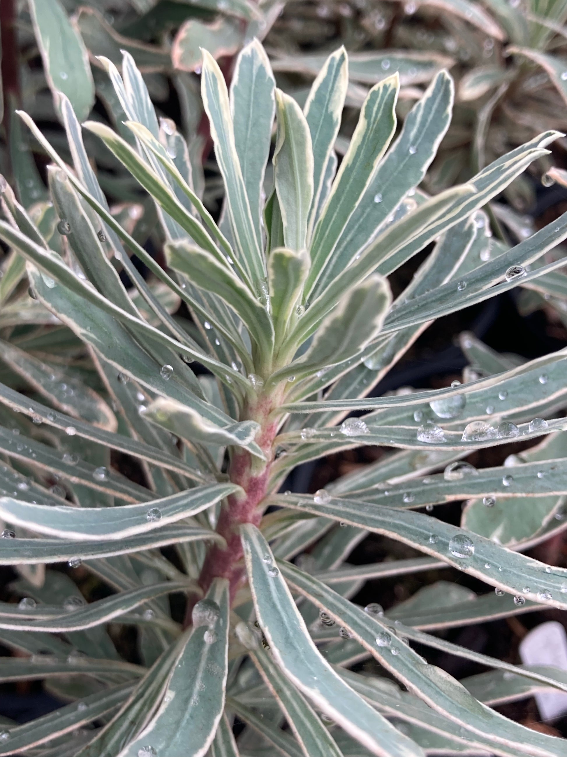 Euphorbia Silver Swan - Champion Plants