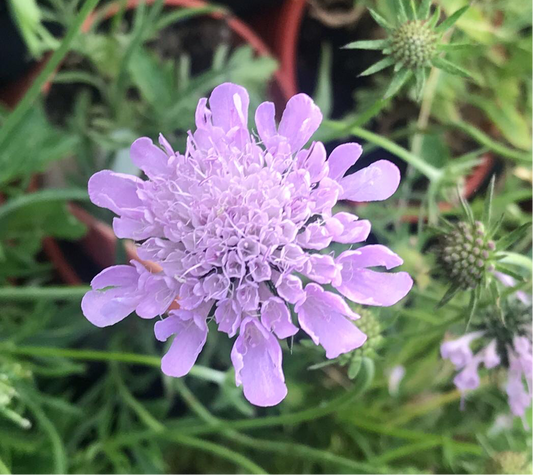 Scabiosa columbaria Misty Butterflies Pink - Champion Plants