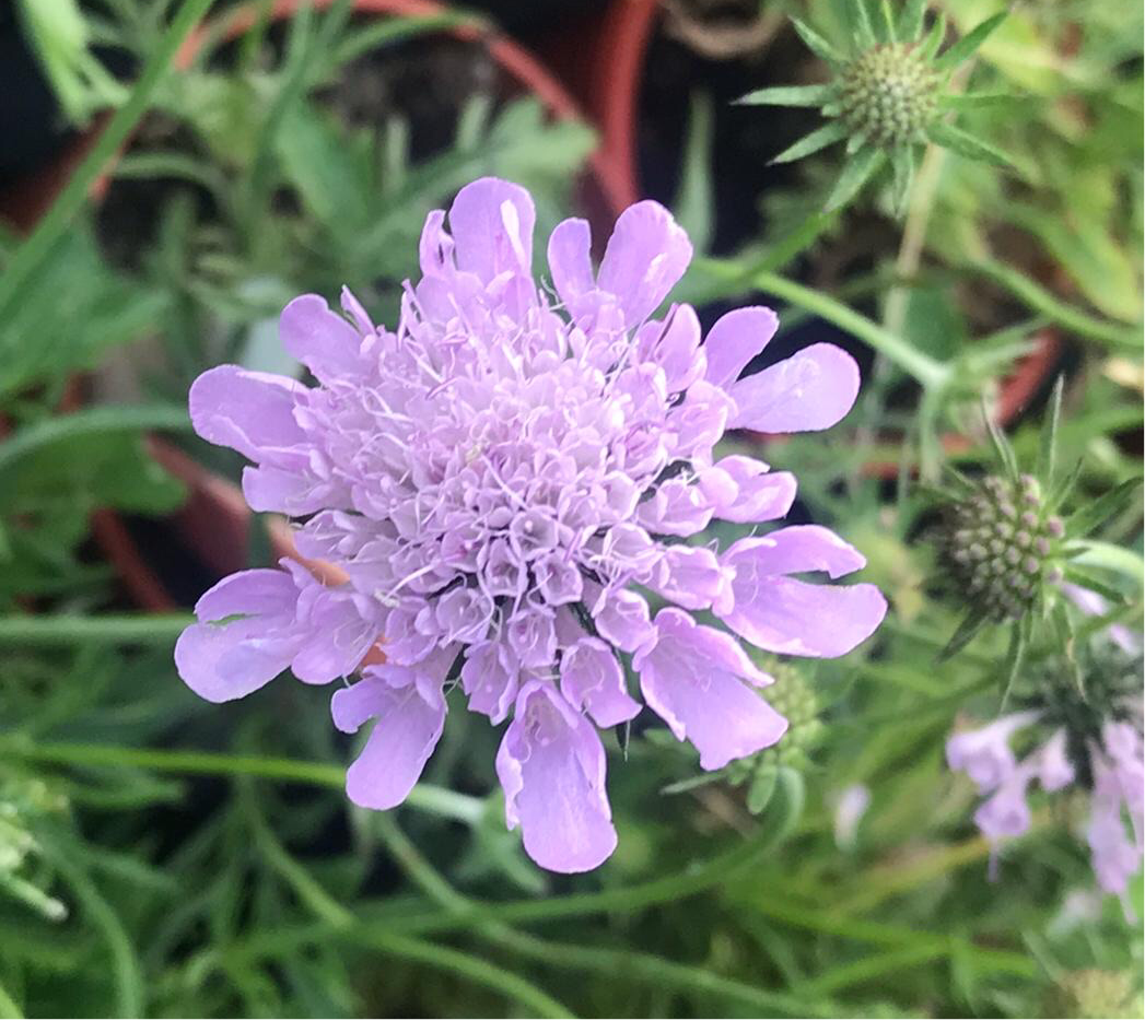 Scabiosa columbaria Misty Butterflies Pink - Champion Plants